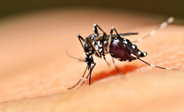ALERTA VERMELHO: Notificaes de dengue sobem expressivamente em uma semana